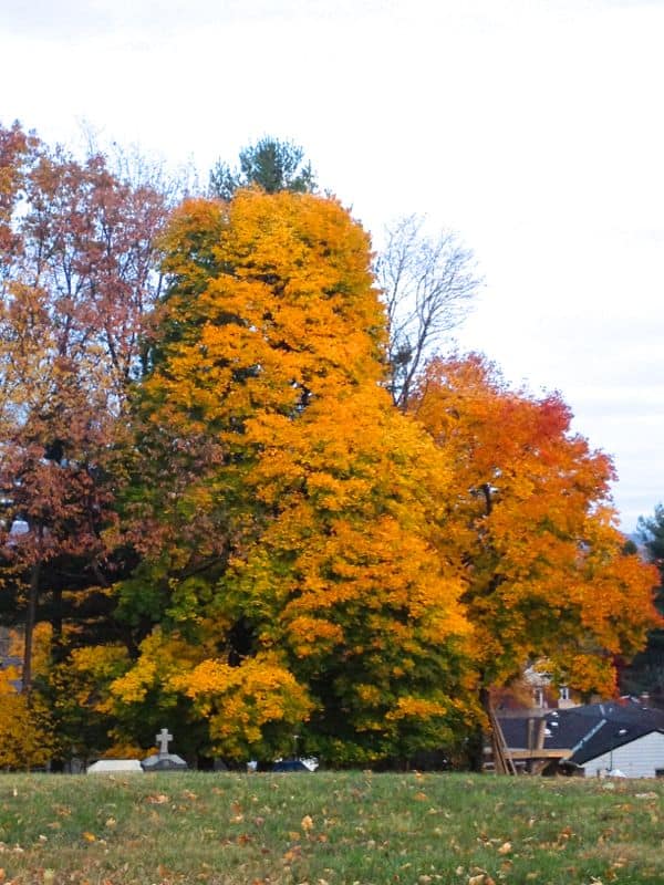 Autumn tree in a field.